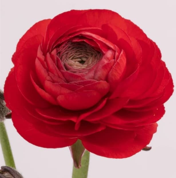 Ranunculus Elegance Red 35/45 Cm