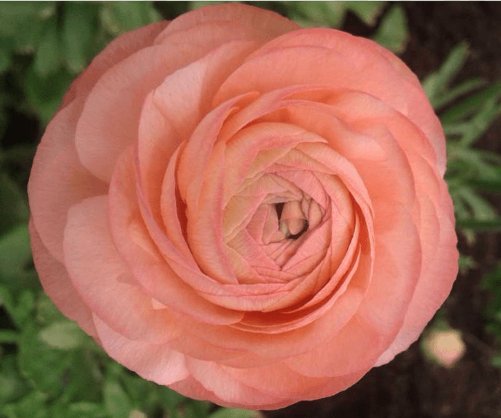 Ranunculus Elegance Peach 35/45 Cm