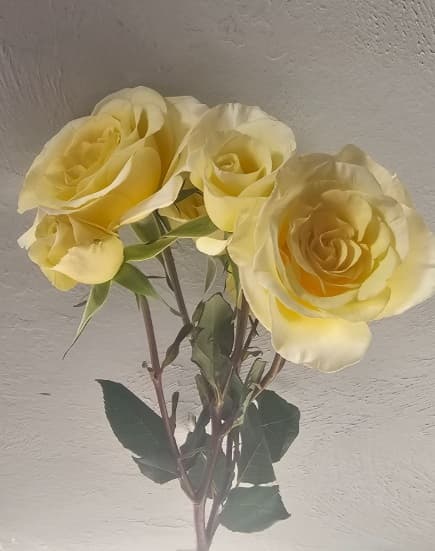 Spray Roses New Moon Light yellow 50 Cm