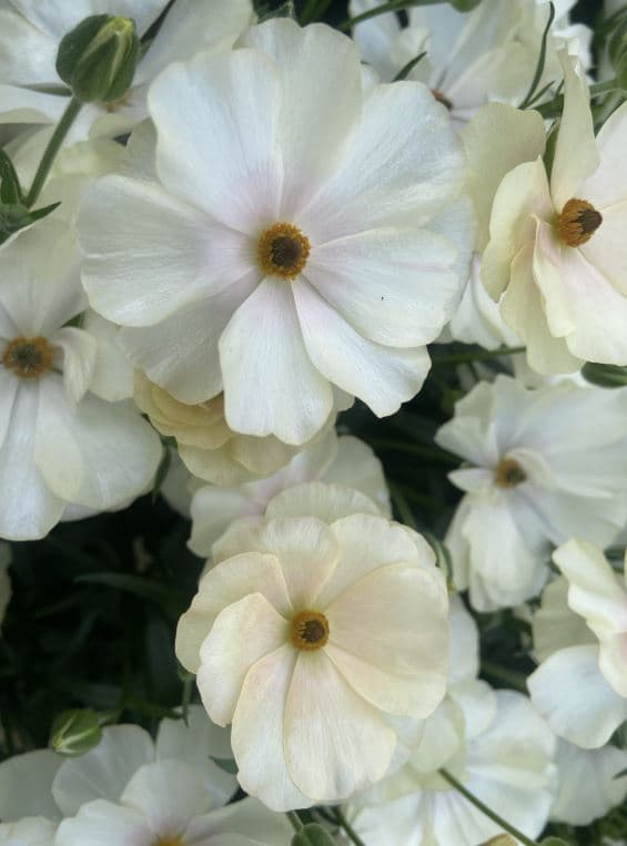 Ranunculus Butterfly Keramos Cream Blush 40cm