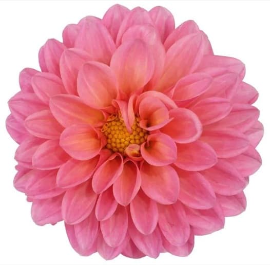 Dahlias Procona Doris Duke Coral/pink 40/60 Cm