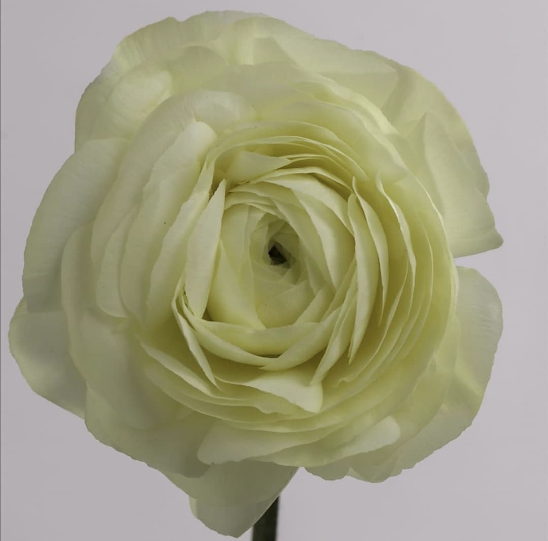 Ranunculus Amandine Cream 40 Cm