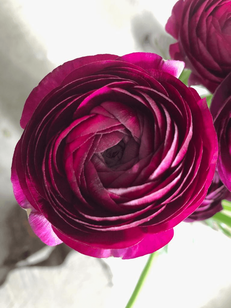 Ranunculus Amandine Violet Dark Purple 35/40 Cm