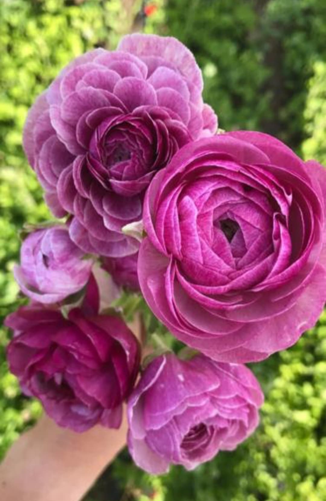 Ranunculus Amandine Purple 40 Cm