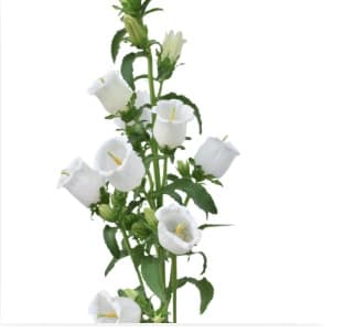 Campanula White 60cm