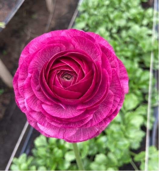 Ranunculus Success Cloni Purple 45/55 Cm