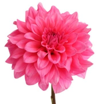 Dahlias Procona Quartz Pink 45/55 Cm