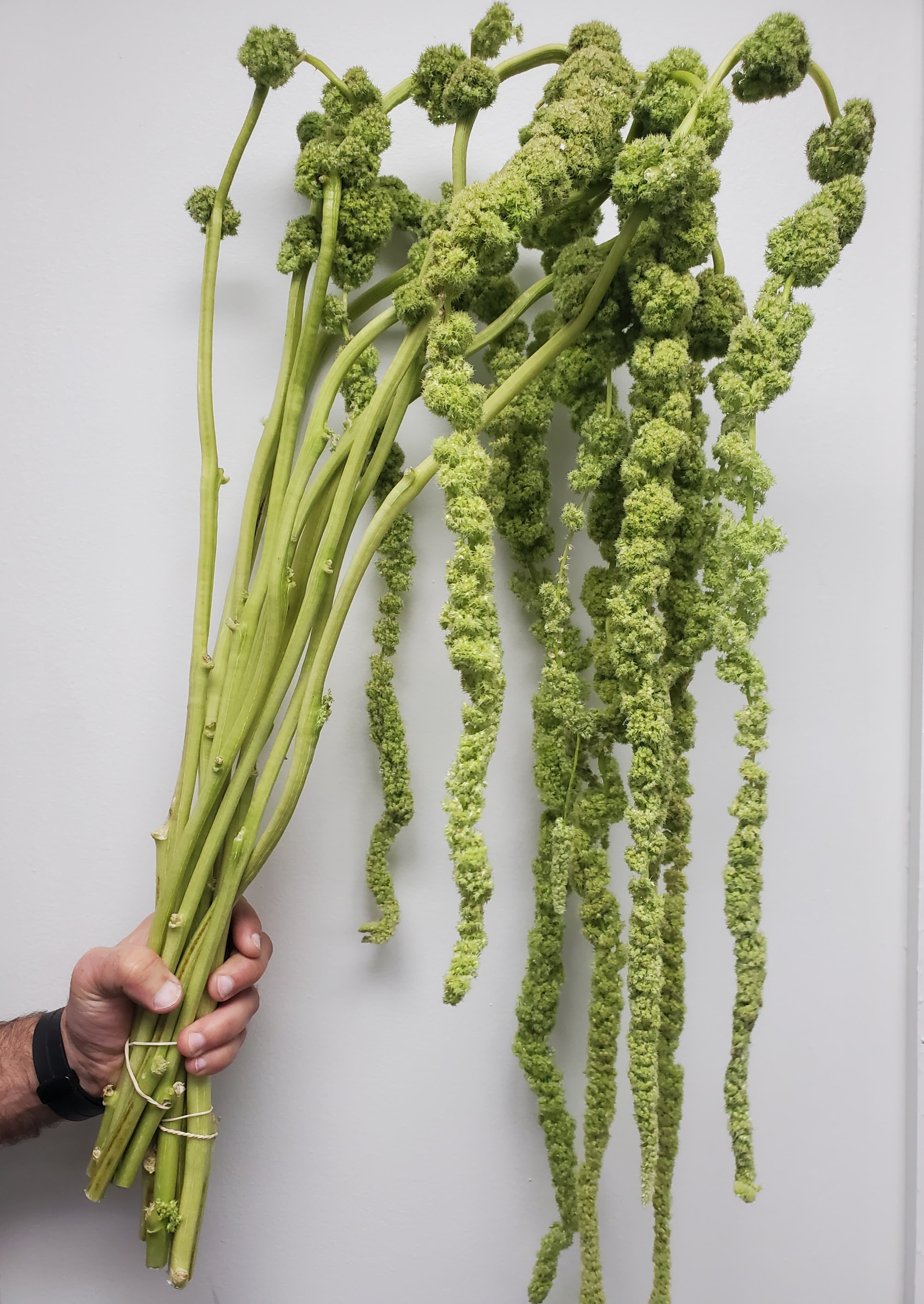 Amaranthus Hanging Green Tails Green 80cm