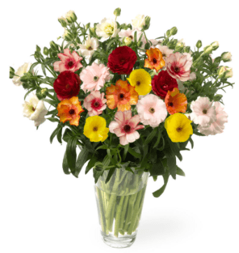 Ranunculus Butterfly Assorted 50 Cm