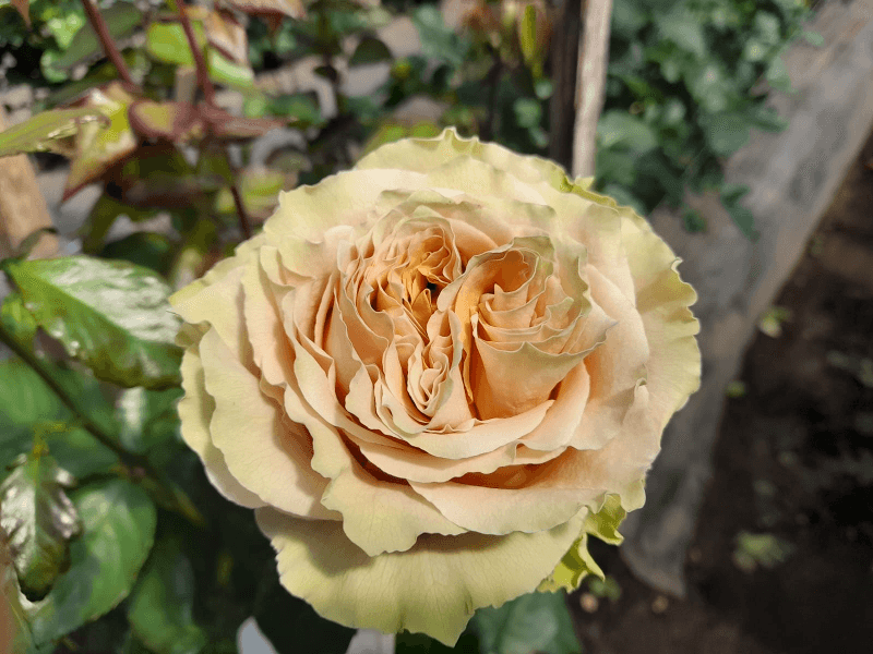 Color Roses Caramel Macchiatto Caramel 70 Cm