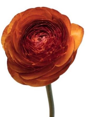 Ranunculus Success Cloni Brownie Bronze 45 Cm