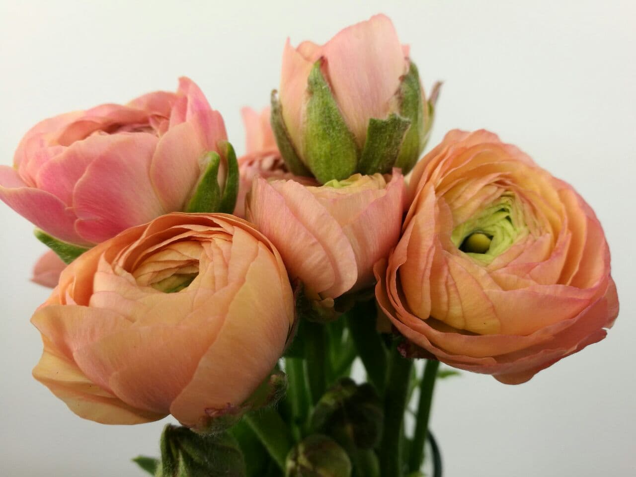 Ranunculus Success Cloni Peach 45/55 Cm