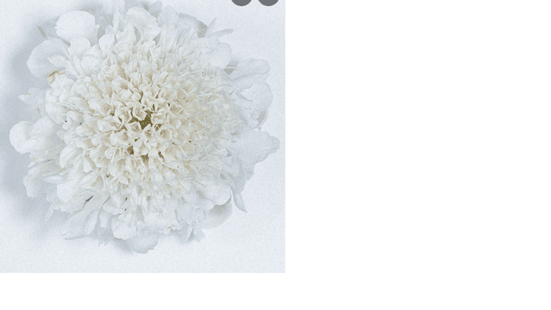 Scabiosa Focal White 50 Cm