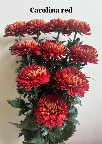 Chrysantemum Cremon Carolina Red 70 Cm