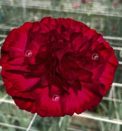 Carnation Granada Wine Burgundy Select