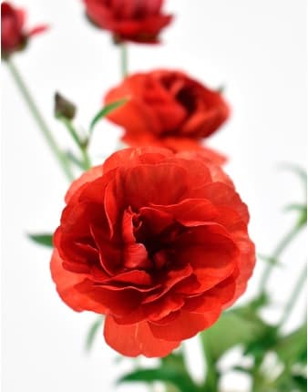 Ranunculus Butterfly Terracota 55cm