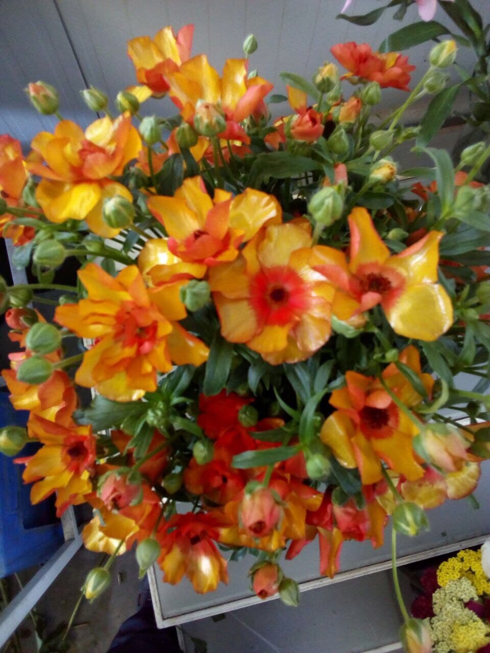 Ranunculus Butterfly Minoan Bicolor Orange 40 Cm