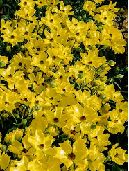 Ranunculus Butterfly Phytalos Bright Yellow 50 Cm