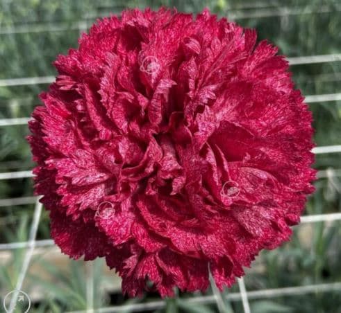 Carnation Pixel Burgundy Variegated Select