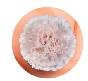 Carnation Brut Blush Pink Select