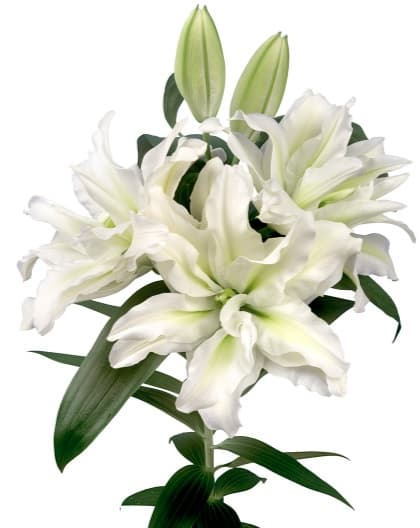 Lillies Roselily Aisha White 3-5 Bloom