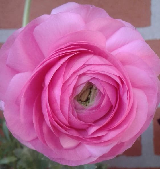 Ranunculus Amandine Pink 40 Cm