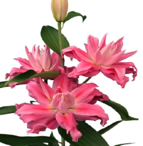 Lillies Roselily Kadango Pink 3-5 Bloom