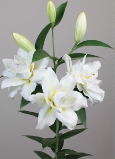 Lillies Roselily Blizzard White 3-5 Bloom