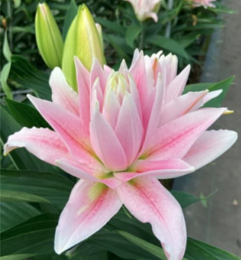 Lillies Roselily Milano Light Pink 3-5 Bloom