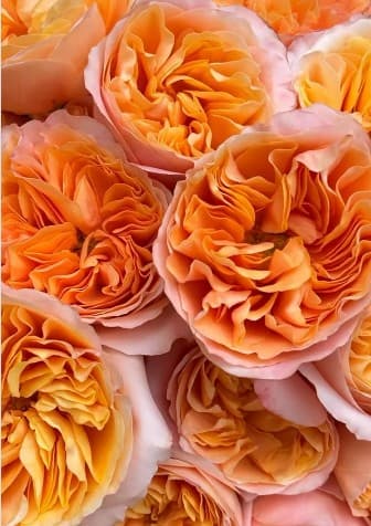 Garden Rose Juicy X Pression Peach 50 Cm