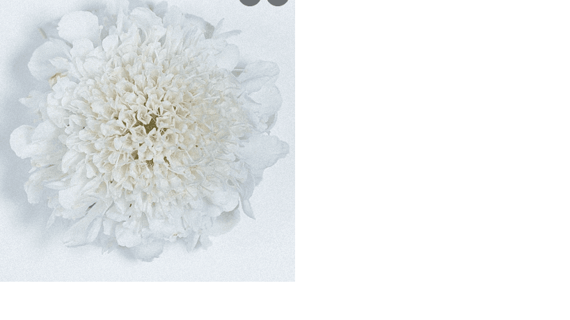 Scabiosa Focal White 60 Cm