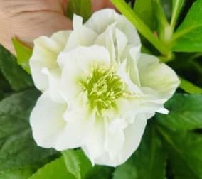 Helleborus Hybrid Oriental White 55/60 Cm