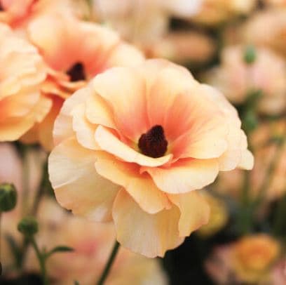 Ranunculus Butterfly Vestalis Light Peach 55cm
