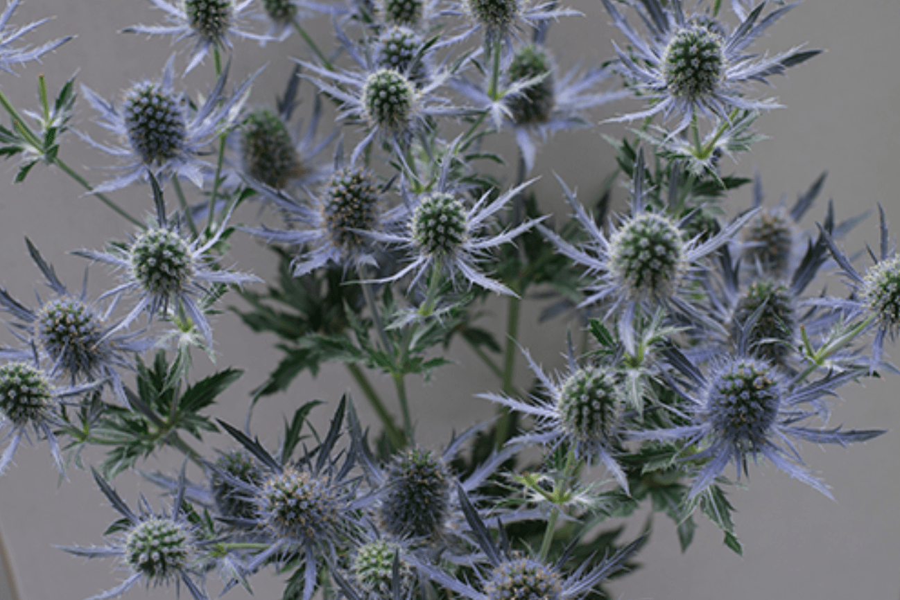 Eryngium Magical Blue Lagoon Light Blue 60/70 Cm