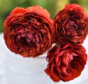 Ranunculus Amandine Cioccolato Bronze 30 Cm