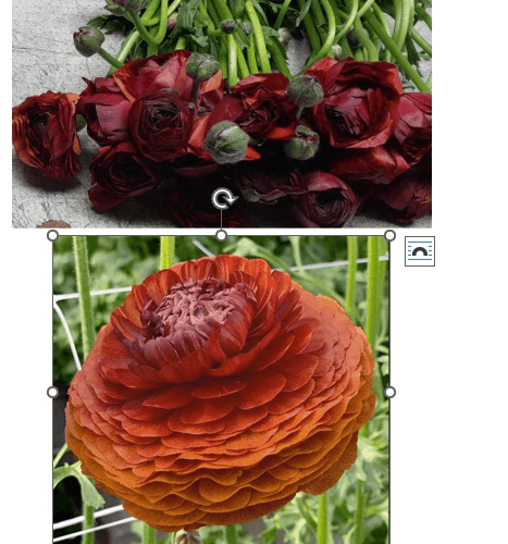 Ranunculus Elegance Cioccolato Rust 40 Cm