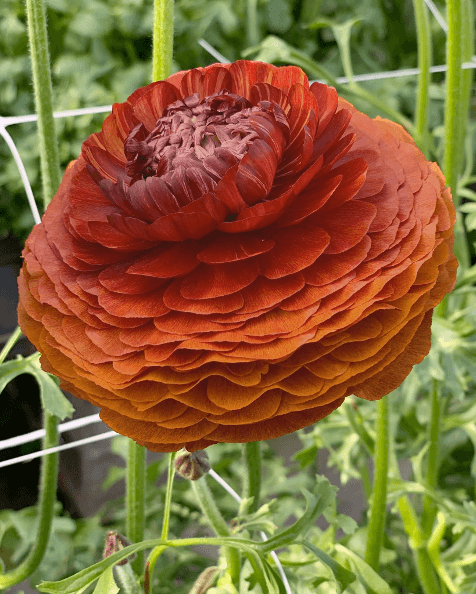 Ranunculus Elegance Cioccolato Rust 35/45 Cm