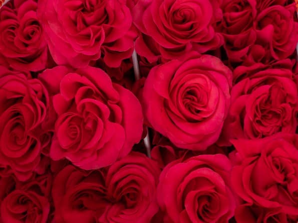 Garden Rose Exotix Berry Hot Pink 50 Cm