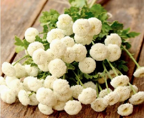 Matricaria Snow Ball White 80 Cm