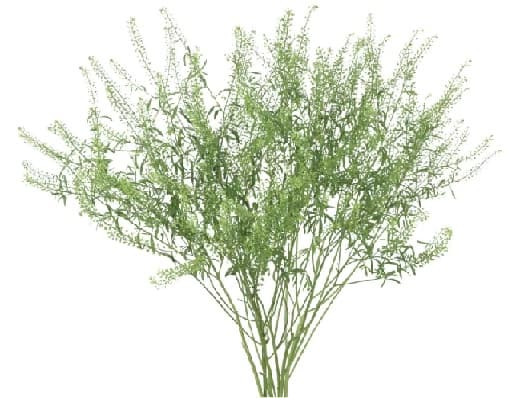 Fillers Lepidium Green Dragon 90cm