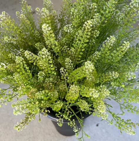 Fillers Lepidium Green Dragon 70cm