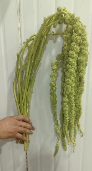 Amaranthus Hanging Green Select 50 Cm+