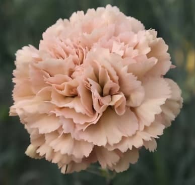 Carnation Caramel Beige Select