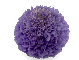 Scabiosa Open Cut Bon Bon Teaberry Lavender 50 Cm
