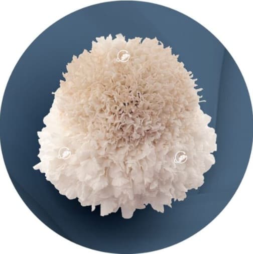 Scabiosa Open Cut Focal White 60 Cm