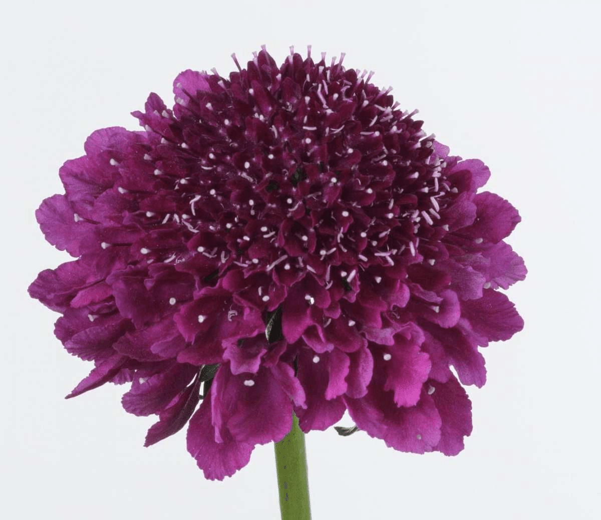 Scabiosa Open Cut Focal Dark Purple 60 Cm