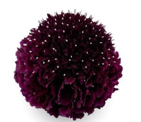 Scabiosa Open Cut Bon Bon Scoop Merlot Burgundy 60 Cm