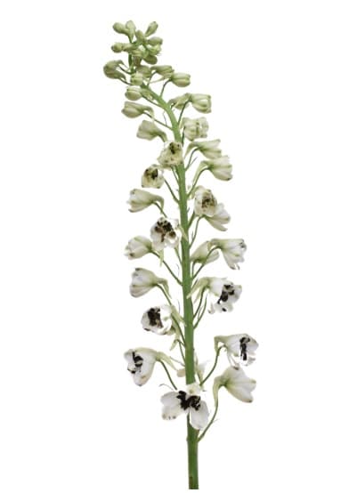 Delphinium Hybrid Pacific Benary White - Black Center 90cm