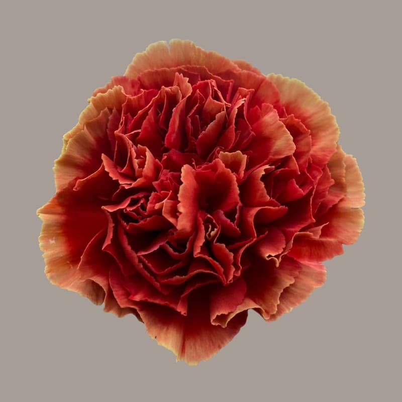 Carnation Piet Rust Select