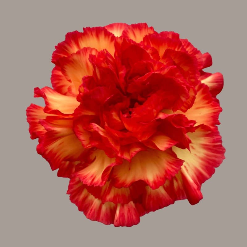 Carnation Zenit Bicolor Yellow/red Select